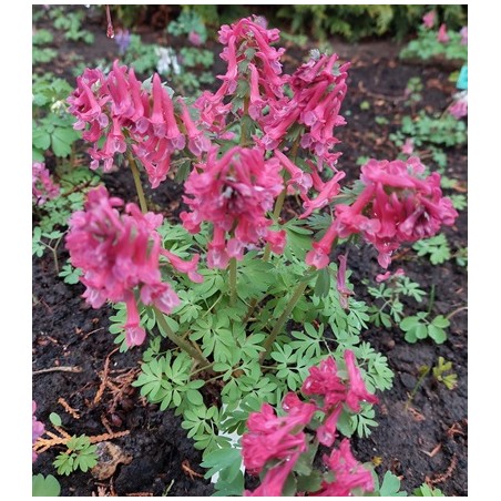 Corydalis (cīrulītis Nr.3)