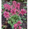 Corydalis (cīrulītis Nr.3)