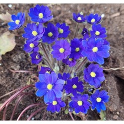 Hepatica x trans-acuta Millstream Merlin