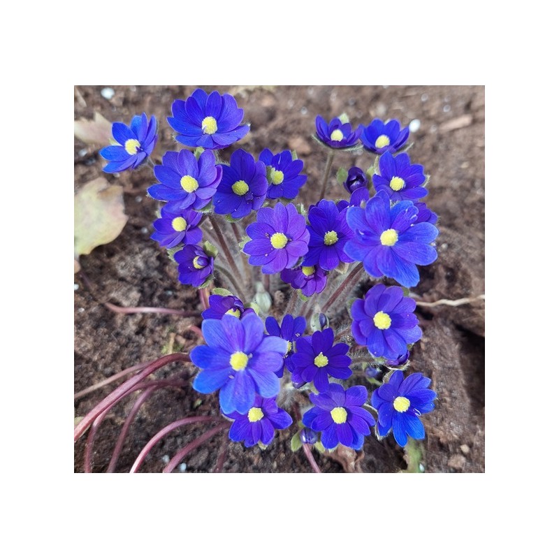 Hepatica x trans-acuta Millstream Merlin