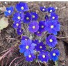 Hepatica x trans-acuta Millstream Merlin