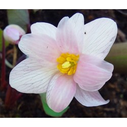 Sanguinaria canadensis VENUS