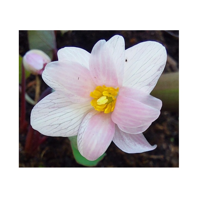 Sanguinaria canadensis