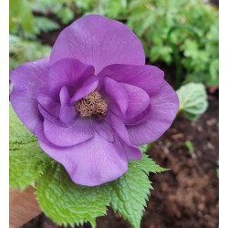 Glaucidium palmatum DOUBLE FORM