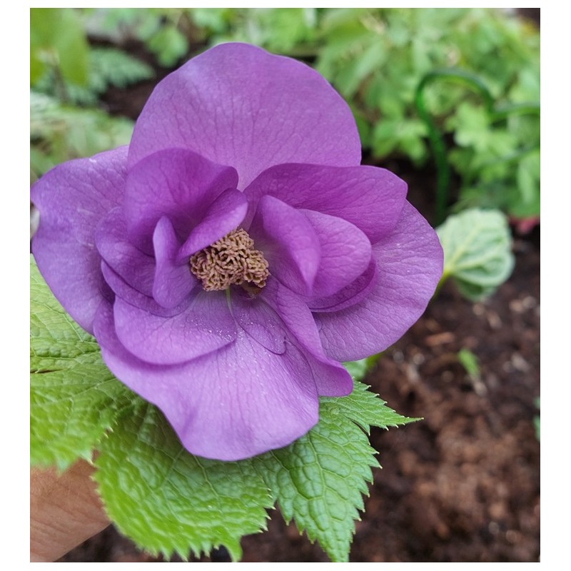 Glaucidium palmatum DOUBLE FORM