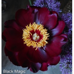 BLACK MAGIC (Potapov J.)