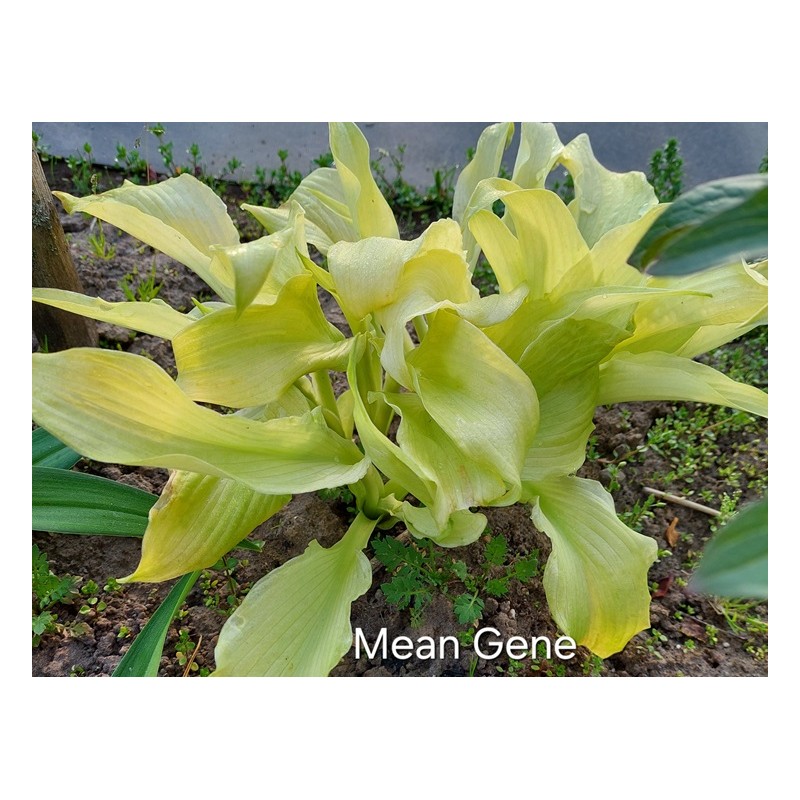 MEAN GENE