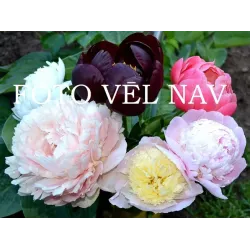 Rozovyy Ispolin/Розовый Исполин (Skakodub)