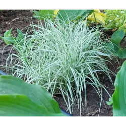 Arrhenatherum elatius bulbosum 'variegatum'