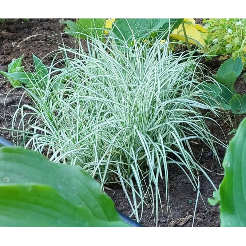 Arrhenatherum elatius bulbosum 'variegatum'