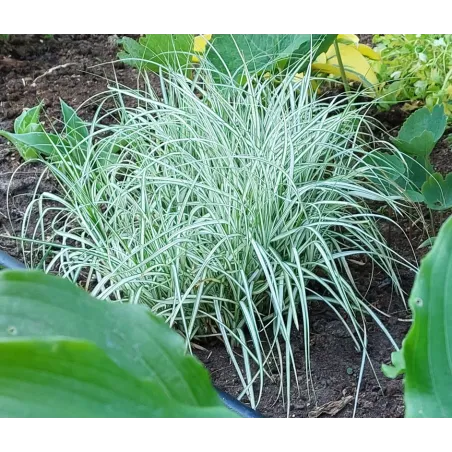 Arrhenatherum elatius bulbosum 'variegatum'