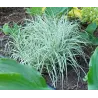 Arrhenatherum elatius bulbosum 'variegatum'