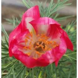 Tenuifolia  'Alba- Rosea' ‘Pyatigorsk’