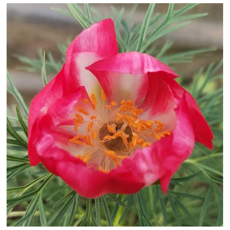 Tenuifolia  'Alba- Rosea' ‘Pyatigorsk’
