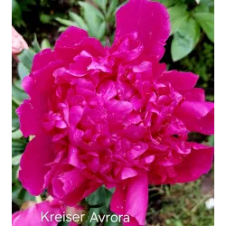 KREYSSER AVRORA/Крейсер Аврора (Sosnovec)