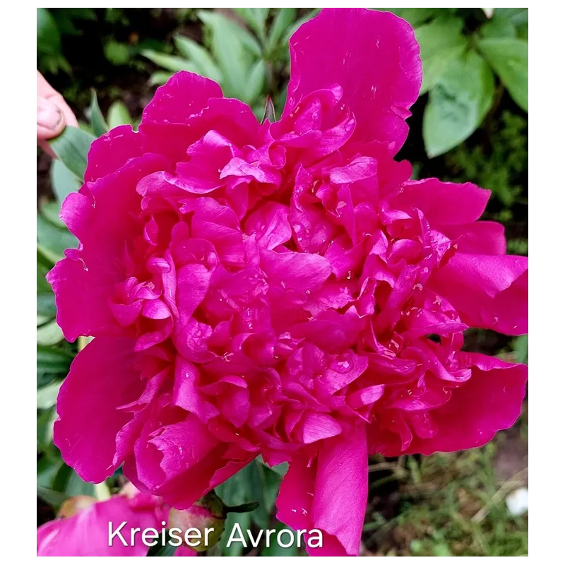 KREYSSER AVRORA/Крейсер Аврора (Sosnovec)
