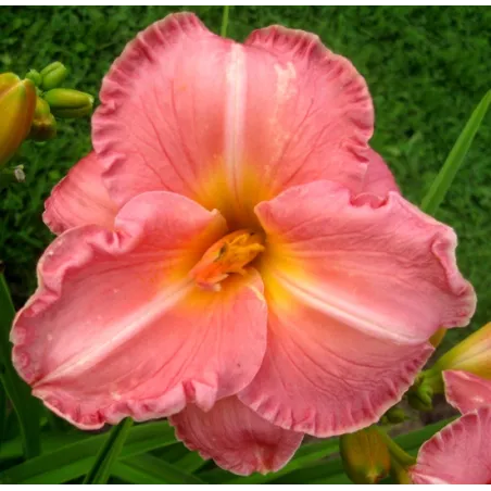 VELVET ROSE