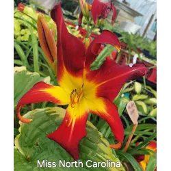 MISS NORTH CAROLINA
