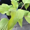 Phoenix Feathers