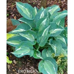 EROTICA (D. Van Eechaute)