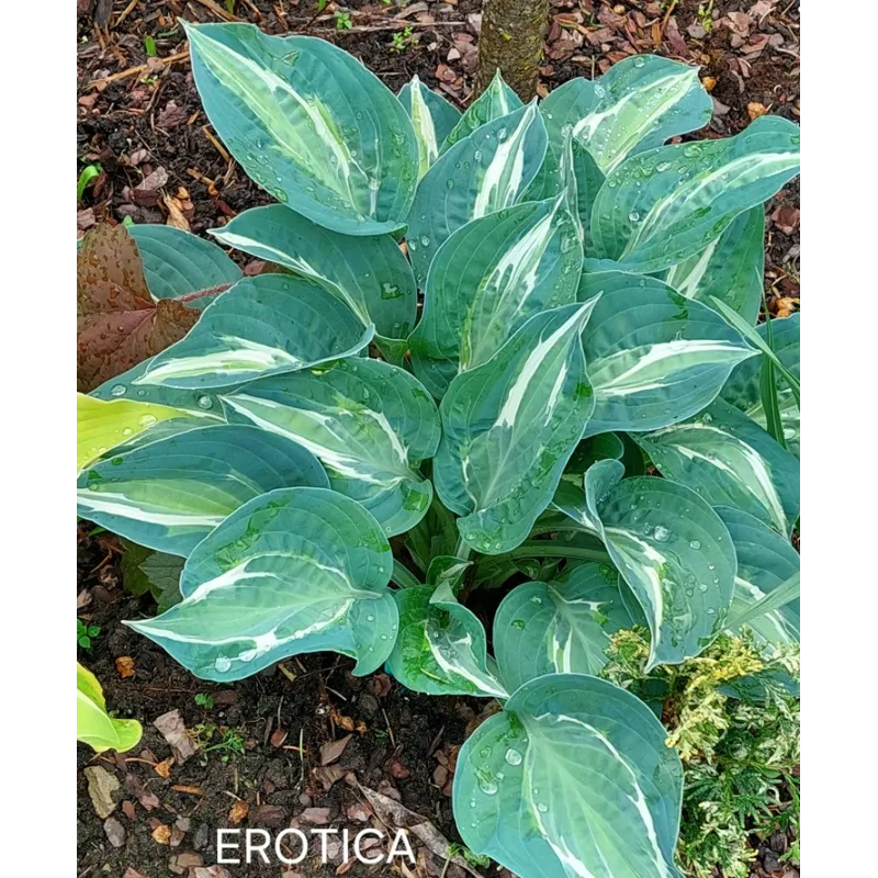 EROTICA (D. Van Eechaute)