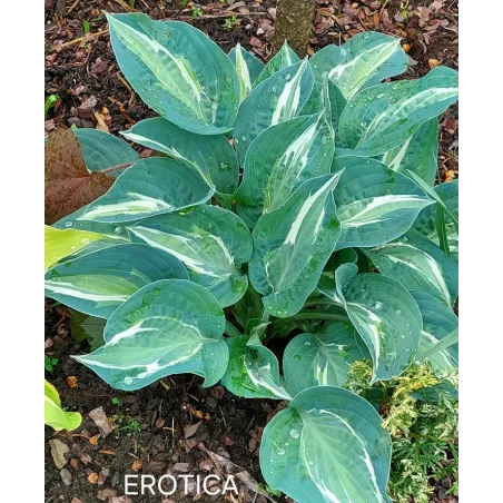 EROTICA (D. Van Eechaute)