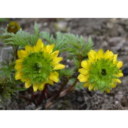 Adonis amurensis Hanazono