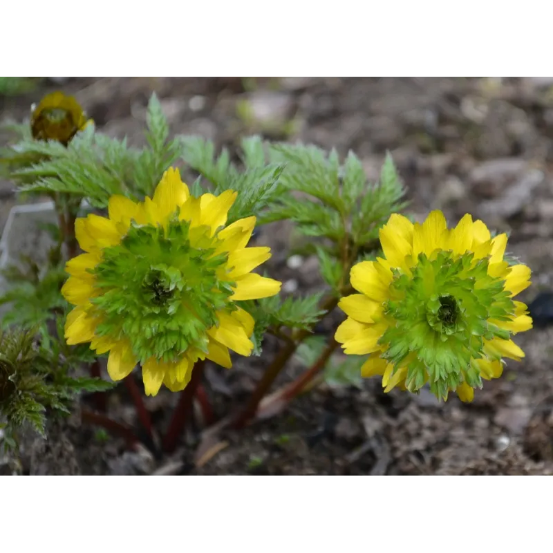 Adonis amurensis Hanazono