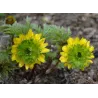 Adonis amurensis Hanazono