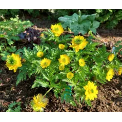 Adonis amurensis Hanazono