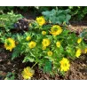 Adonis amurensis Hanazono