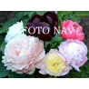 No Greater Love (E.Simmons)