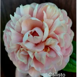CALLISTO