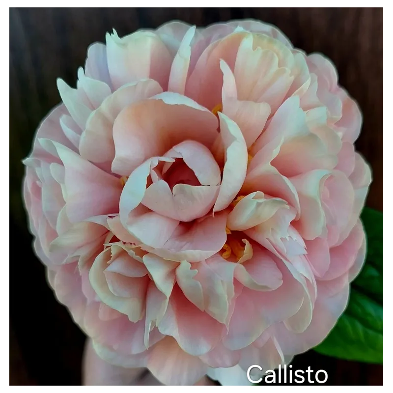 CALLISTO