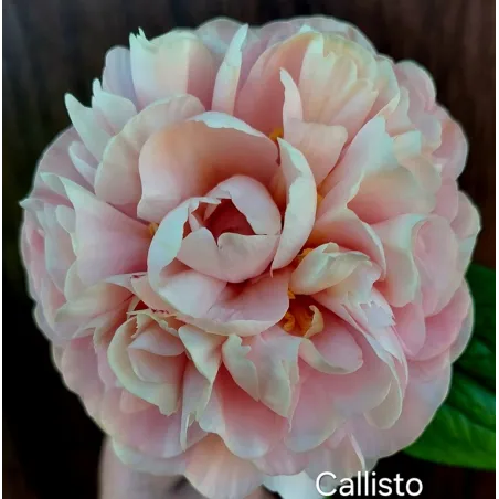 CALLISTO