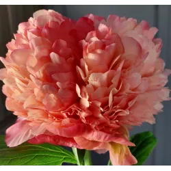 CORAL POM POM