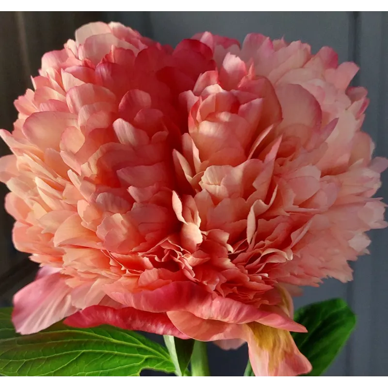 CORAL POM POM