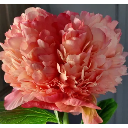 CORAL POM POM