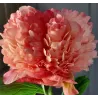 CORAL POM POM