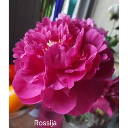 ROSSIJA/Россия (Akimov)