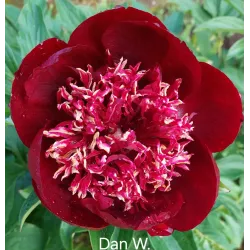 DAN W.