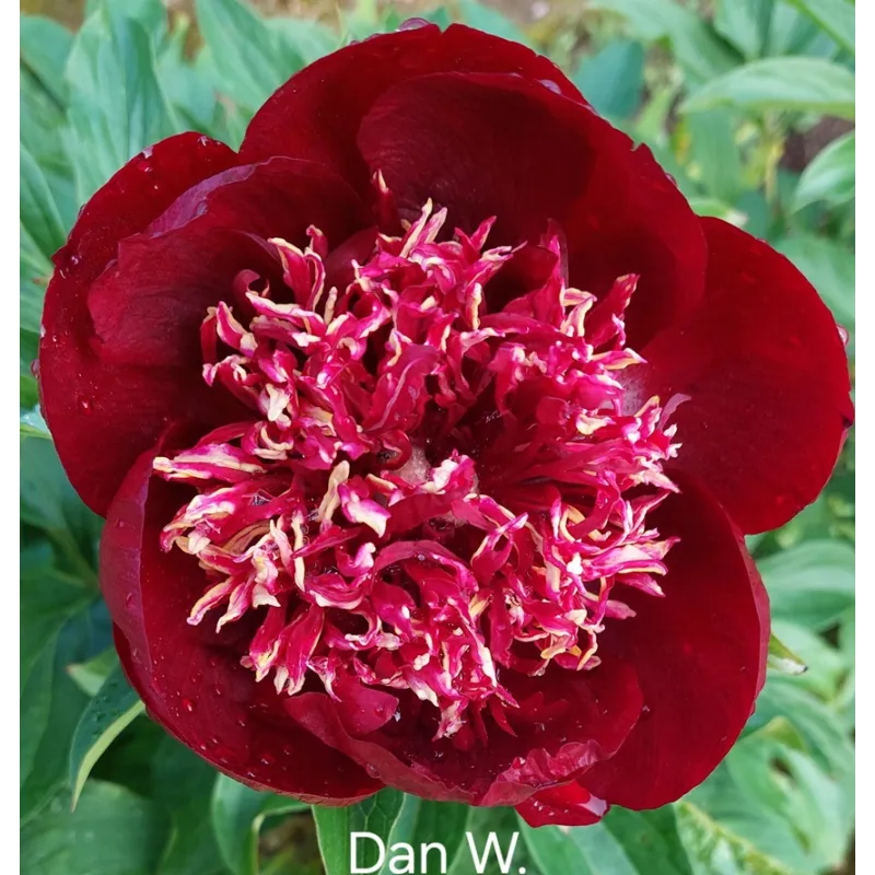DAN W.