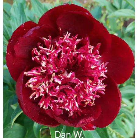DAN W.
