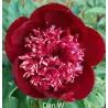 DAN W.