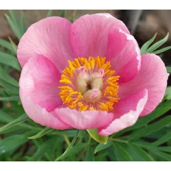 Tenuifolia LOVELY EDDA