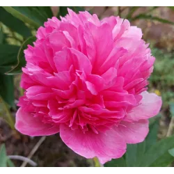 PEACHY ROSE