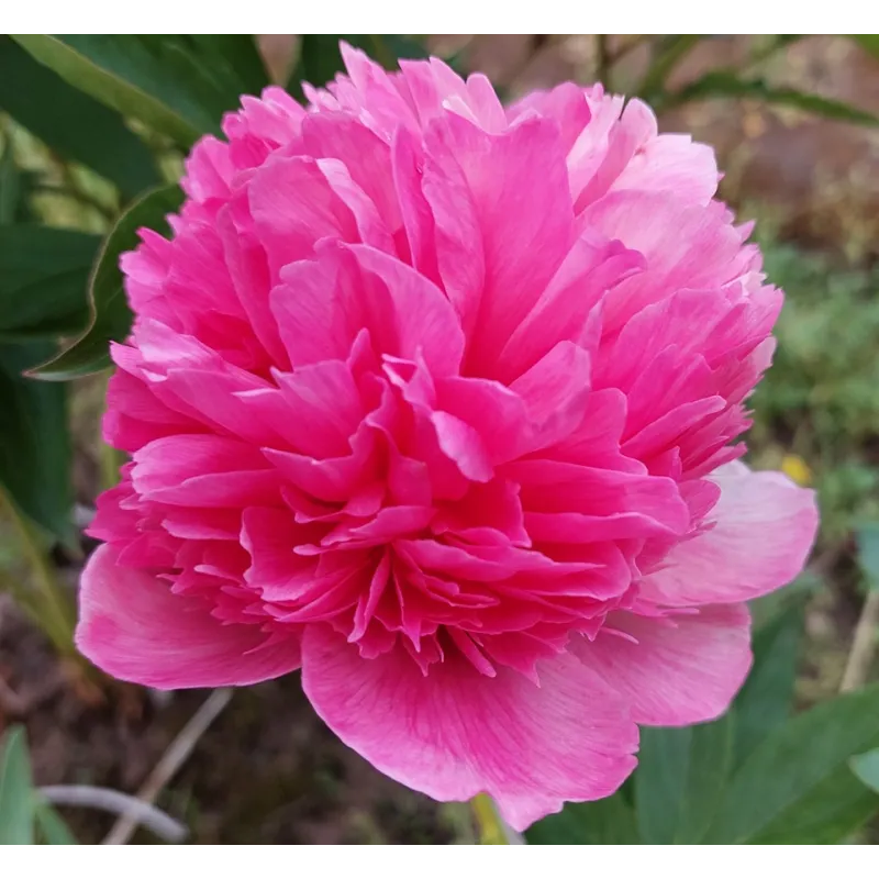 PEACHY ROSE