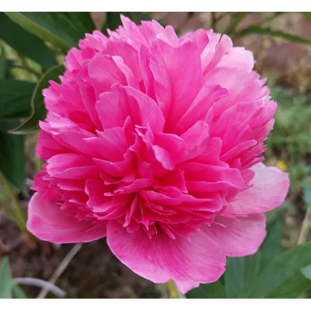 PEACHY ROSE