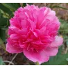 PEACHY ROSE