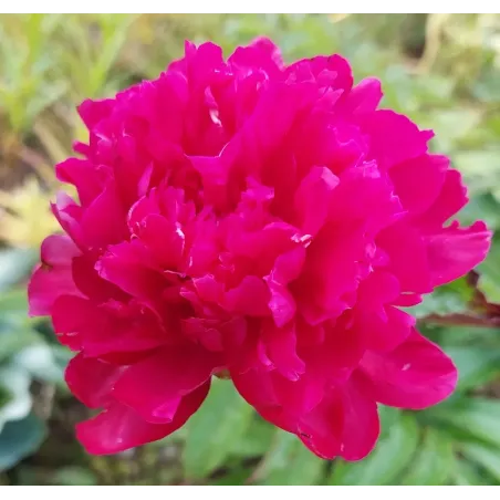 JUNE BRILLIANT